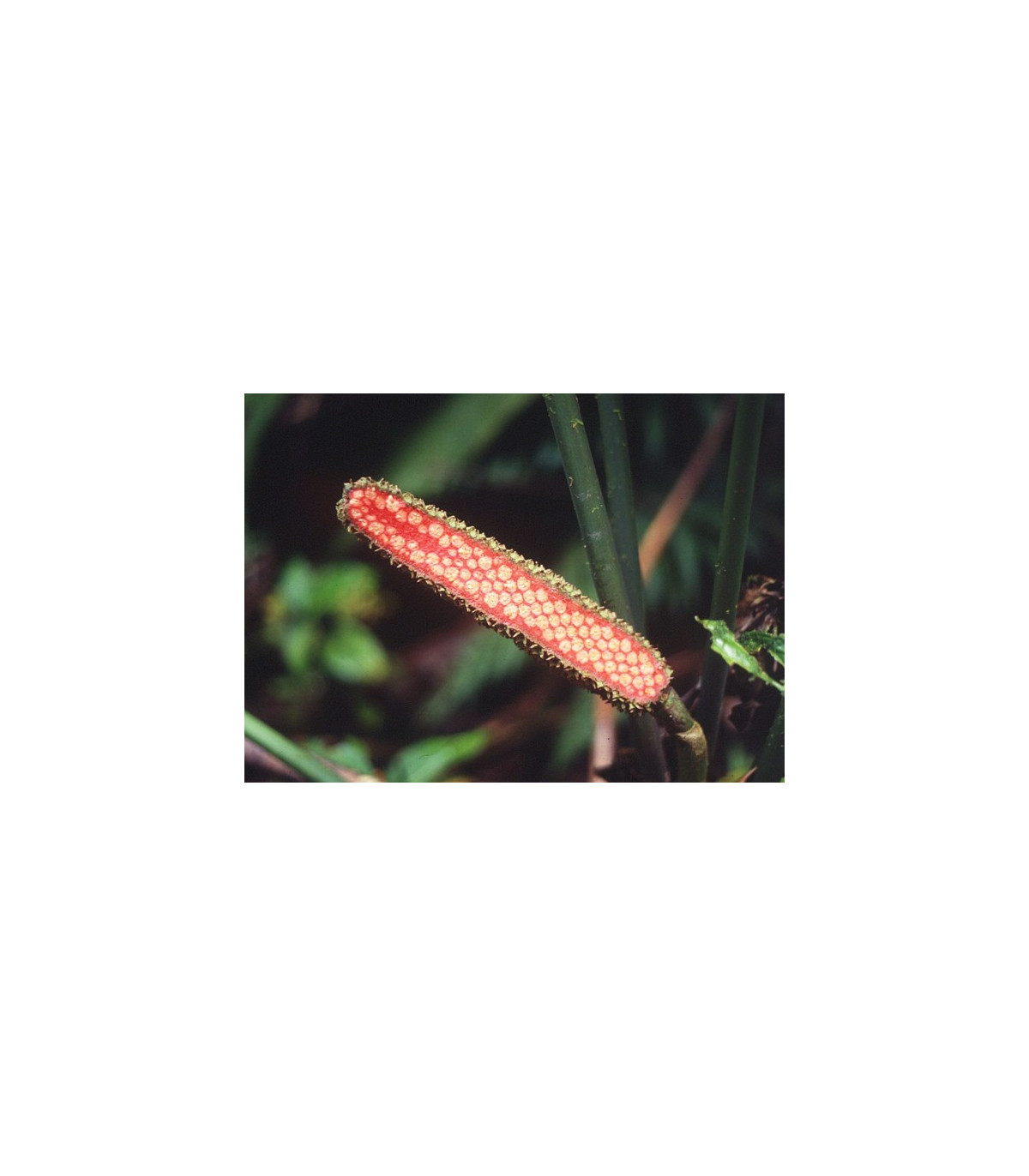 Palma - Carludovica rotundifolia - semená - 3 ks