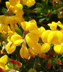 Ľadenec rožkatý - Lotus corniculatus - semená ľadenca - 100 ks