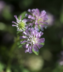 Ďatelina zvrátená - Trifolium resupinatum - semená ďateliny - 100 ks