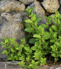 Mäta klasnatá - Mentha viridis - semená mäty - 25 ks