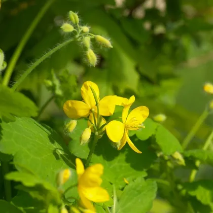 Lastovičník väčší - Chelidonium majus - semená lastovičníka - 100 ks