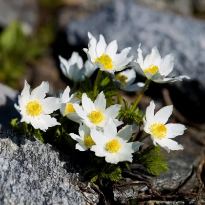 Poniklec alpský - Pulsatilla alpinas - semená - 10 ks