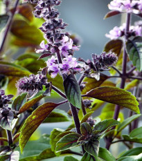 Bazalka škoricová - Ocimum basilicum - semená bazalky - 50 ks