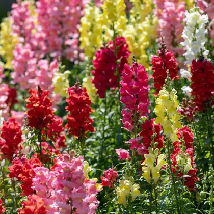 Papuľka väčšia - Antirrhinum majus - semená - 400 ks