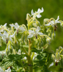 Borák lekársky biely - Borago officinalis - semená boráku - 20 ks