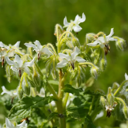 Borák lekársky biely - Borago officinalis - semená boráku - 20 ks