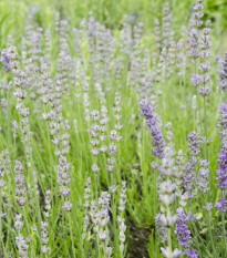 Levanduľa lekárska ružová ŠPECIÁL - Lavandula angustifolia - semená levandule - 15 ks