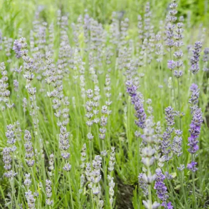 Levanduľa lekárska ružová ŠPECIÁL - Lavandula angustifolia - semená levandule - 15 ks