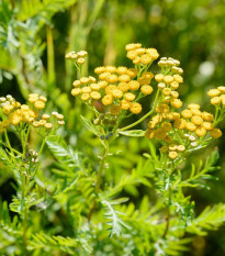 Margaréta vratič - Vratič obyčajný - Tanacetum vulgare - semená - 300 ks