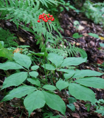 Všehoj ázijský - Panax ginseng - semená všehoja - 2 ks