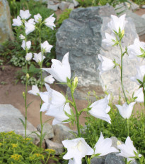 Zvonček broskyňolistý biely - Persicifolia alba - semená zvončeka - 300 ks