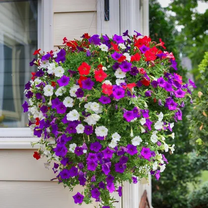 Petúnia veľkokvetá previsnutá - Petunia hybrida pendula - surfínia - semená - 150 ks