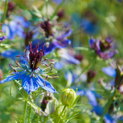 Černuška damascénska modrá - Nigella Damascena - semená - 200 ks