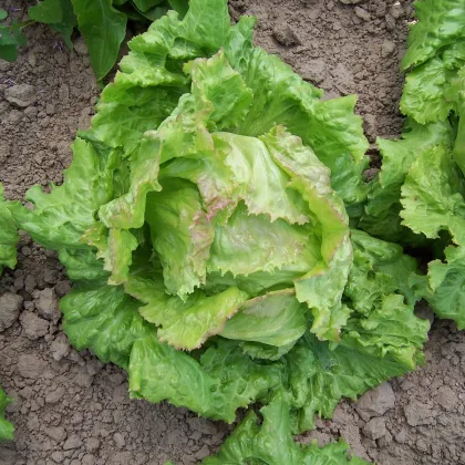 Šalát ľadový Pražan - Lactuca sativa var. capitata - semená šalátu - 100 ks