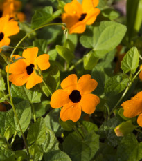 Tunbergia krídlatá - Thunbergia alata - Čiernooká Zuzana - semená - 12 ks