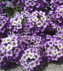 Lobulária prímorská Fialová kráľovná - Alyssum maritimum - semená - 1 g