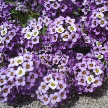 Lobulária prímorská Fialová kráľovná - Alyssum maritimum - semená - 1 g