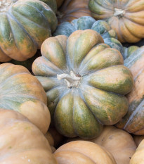 Tekvica muškátová - Cucurbita moschata - semená tekvica - 5 ks