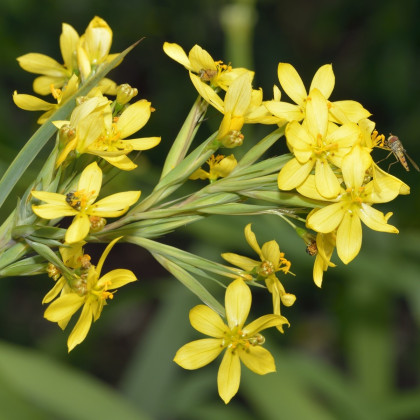 Badil žltý - Sisyrinchium californicum - predaj semien - 10 ks