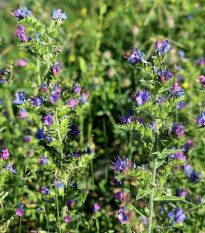 Hadinec skorocelový - Echium plantagineum - semená hadinca - 100 ks