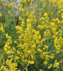 Lipkavec syridlový - Galium verum - semená - 250 ks