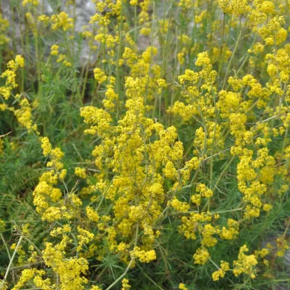 Lipkavec syridlový - Galium verum - semená - 250 ks