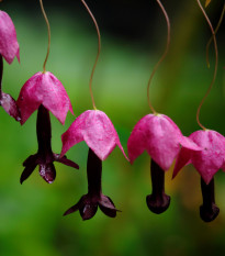 Rodochiton Purple Bells – Rhodochiton atrosanguinemum – semena rodochitonu – 6 ks