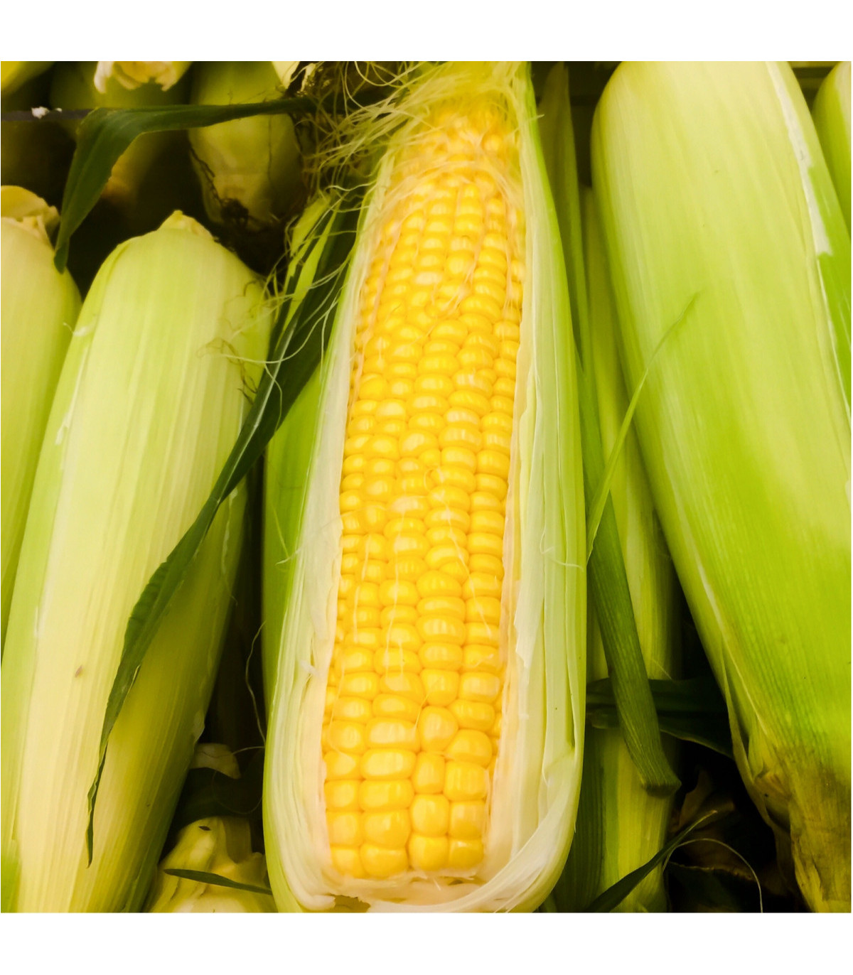 Kukurica cukrová Golden Bantam - Zea Mays - semená kukurice - 16 ks