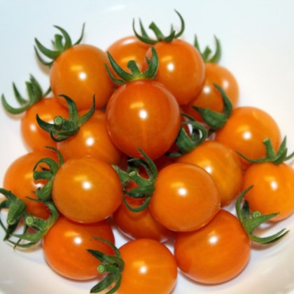 Paradajka Tiny Temptations Orange PhR - Solanum lycopersicum - semená paradajky - 5 ks