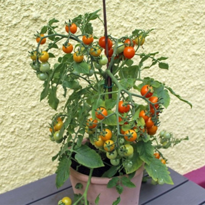 Paradajka Tiny Temptations Orange PhR - Solanum lycopersicum - semená paradajky - 5 ks