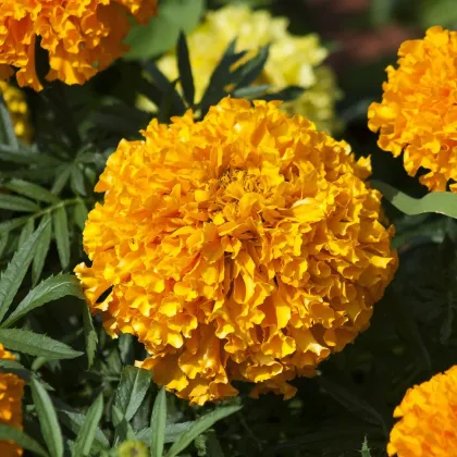 Aksamietnica vzpriamená nízka Golden Age - Tagetes erecta nana - semená - 0,3 g