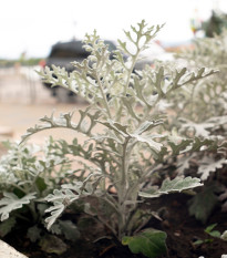 Starček prímorský - Senecio cineraria - semená starčeka - 150 ks