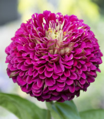Cínia pôvabná fialová - Zinnia elegans - semená - 50 ks