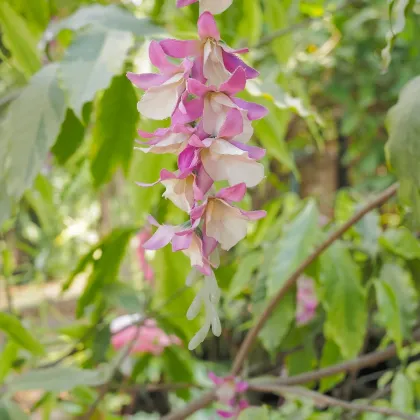 Indigovník farbiarsky - Indigofera tinctoria - semená indigovníka - 7 ks