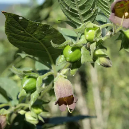 Ľuľkovec zlomocný - Atropa belladonna - semená ľuľkovca - 10 ks