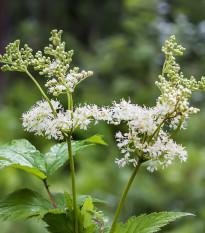 Túžobník brestový - Filipendula ulmaria - semená túžobníka - 8 ks