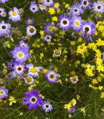 Krátkochlpok iberkolistý zmes farieb - Brachyscome iberidifolia - semená - 500 ks