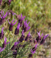 Levanduľa francúzska - Lavandula stoechas - semená levandule - 20 ks