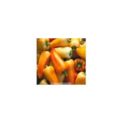 Paprika maďarská Fehér - Capsicum annuum - semená papriky - 20 ks