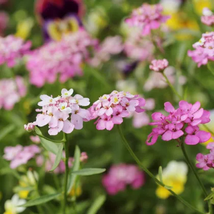 Iberka okolíkatá - zmes farieb - Iberis umbellata - semená - 100 ks