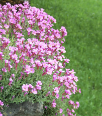 Arábka úzkolistá Spring Charm - Arabis blepharophylla - semená - 30 ks