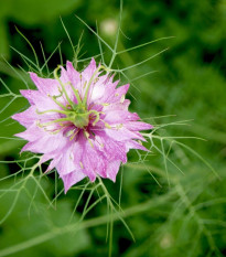 Černuška damascénska - zmes ružových odtieňov - Nigella Damascena - semená - 200 ks