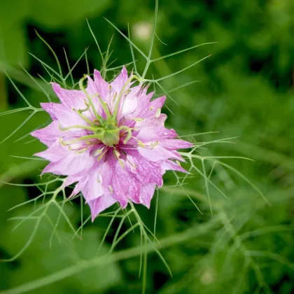 Černuška damascénska - zmes ružových odtieňov - Nigella Damascena - semená - 200 ks