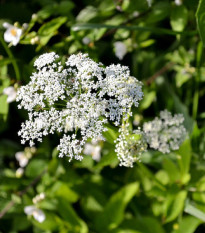 Bedrovník obyčajný - Pimpinella Saxifraga - semená bedrovníka - 50 ks