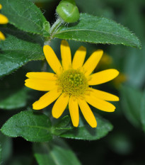 Sanvintália poliehavá - Sanvitalia procumbens - semená - 0,5 g