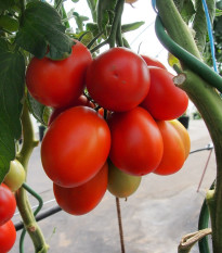 Paradajka Sonet F1 - Solanum lycopersicum - semená paradajky - 20 ks