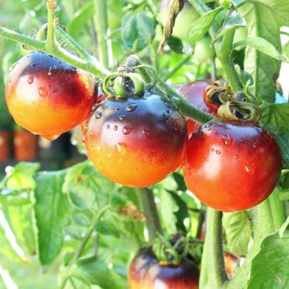 Paradajka Indigo Rose - Solanum lycopersicum - semená paradajky - 7 ks