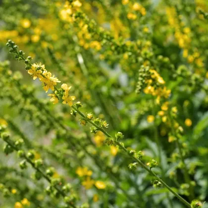 Repík lekársky - Agrimonia eupatoria - semená repíka - 20 ks