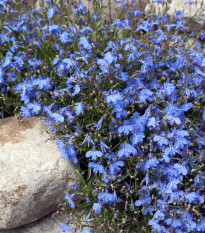 Lobelka drobná Kaiser - Lobelia erinus compacta - semená - 1000 ks