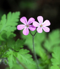 Pakost smradľavý - Geranium robertianum - semená pakosta - 10 ks